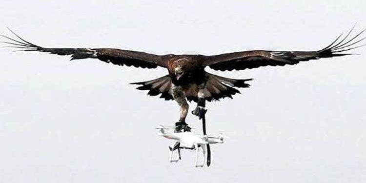 Pakistan begins pilot project to train eagles to intercept drones