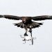 Pakistan begins pilot project to train eagles to intercept drones