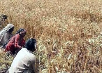 Punjab government announces wheat policy, price set at Rs 3,500 per maund
