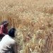 Punjab government announces wheat policy, price set at Rs 3,500 per maund