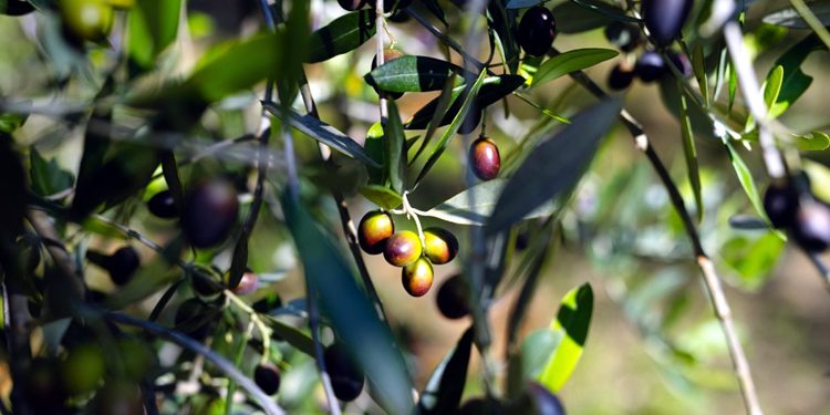 Turkey is the world's second largest producer of olive oil.