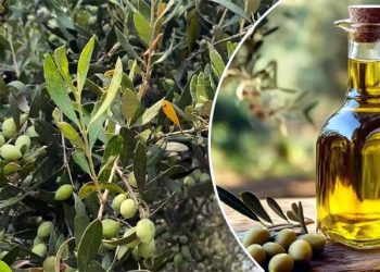 Growing trend of olive cultivation in Pakistan