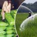 Gas crisis in Pakistan, fertilizer production halted