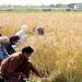 A major announcement has been made about a subsidy program for farmers.