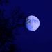 Blue Moon after Flower Moon, a surprising miracle of nature