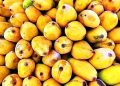 Mango export start date extended to June 1