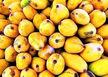 Mango export start date extended to June 1