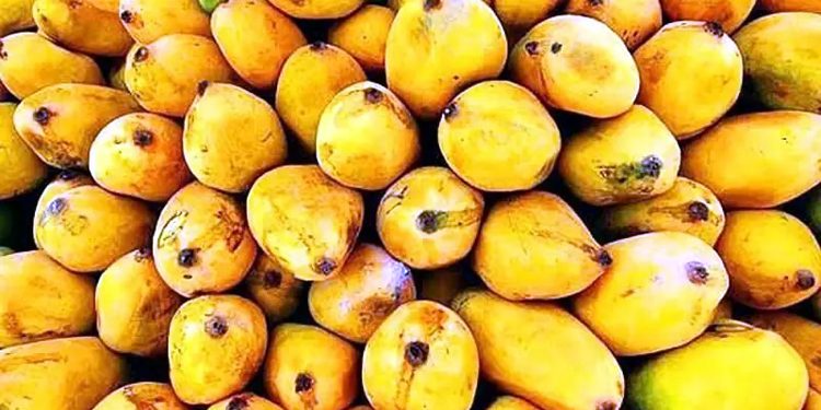 Mango export start date extended to June 1