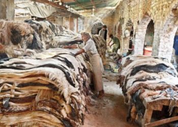 Punjab government orders public not to donate sacrificial skins to banned and monitored organizations