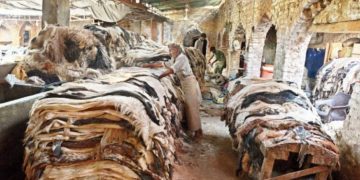 Punjab government orders public not to donate sacrificial skins to banned and monitored organizations
