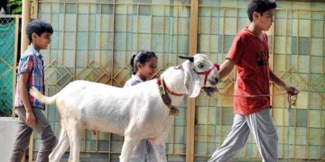 The children made friends with the goats.