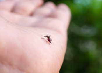 Why do mosquitoes bite some people more A surprising truth has been revealed!