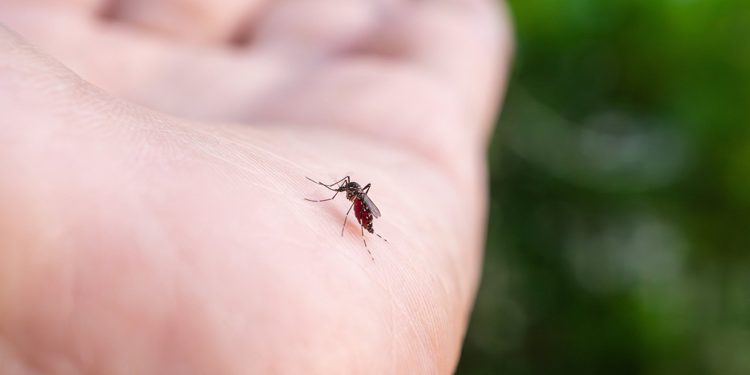 Why do mosquitoes bite some people more A surprising truth has been revealed!