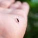 Why do mosquitoes bite some people more A surprising truth has been revealed!