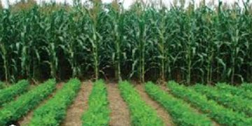 Agriculture sector growth rate hits record 2.9%, crop production increases