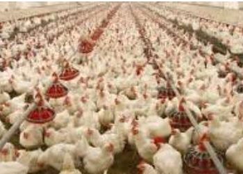Collection of 4% additional tax from poultry feed mills declared illegal