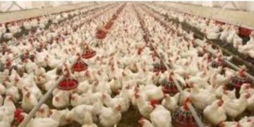 Collection of 4% additional tax from poultry feed mills declared illegal