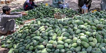 Mango, the king of fruits, is also in crisis.