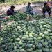 Mango, the king of fruits, is also in crisis.