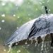 Rain in Islamabad, Meteorological Department predicts more clouds in Punjab