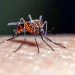 The amazing village in Pakistan where mosquitoes don't bite for life