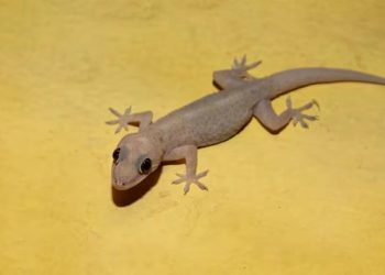 Why do people scream when they see a lizard Experts reveal an interesting reason