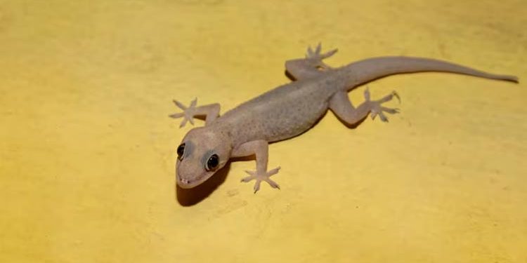 Why do people scream when they see a lizard Experts reveal an interesting reason