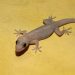 Why do people scream when they see a lizard Experts reveal an interesting reason