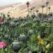 Afghanistan has become a new hub for drug trafficking