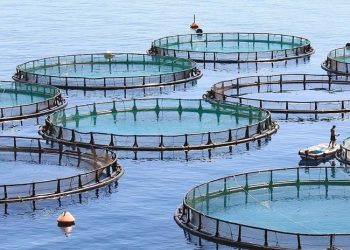 Punjab Government's Shrimp Farming Internship Program Monthly Stipend of Rs. 100,000 Fixed