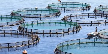 Punjab Government's Shrimp Farming Internship Program Monthly Stipend of Rs. 100,000 Fixed