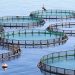 Punjab Government's Shrimp Farming Internship Program Monthly Stipend of Rs. 100,000 Fixed