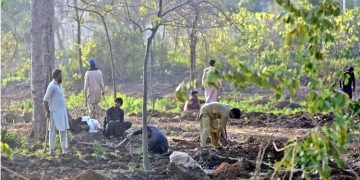 Technical committee formed to examine dilapidated trees in Lahore