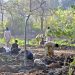 Technical committee formed to examine dilapidated trees in Lahore