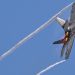 Trump's formidable plan against Iran Deployment of electronic warfare aircraft.