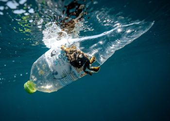 1.3 million plastic bottles were removed from oceans and rivers in a single day.