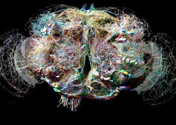 Complete map of a fruit fly's brain created—scientists amazed!