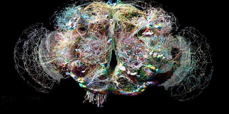 Complete map of a fruit fly's brain created—scientists amazed!