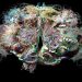 Complete map of a fruit fly's brain created—scientists amazed!