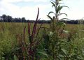 Good news for farmers First dual-mode-of-action herbicide developed.