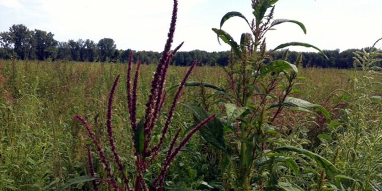 Good news for farmers First dual-mode-of-action herbicide developed.
