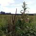 Good news for farmers First dual-mode-of-action herbicide developed.