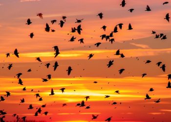 How do birds travel without Google Maps Nature's amazing navigation system.