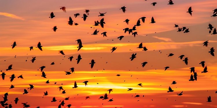 How do birds travel without Google Maps Nature's amazing navigation system.