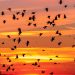 How do birds travel without Google Maps Nature's amazing navigation system.