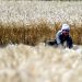 IMF condition Preparations underway to impose income tax on farmers.