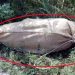 Mutilated body found in three sacks in Karachi.