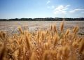 Scorching heat Europe parched, rivers dried up—has climate catastrophe begun