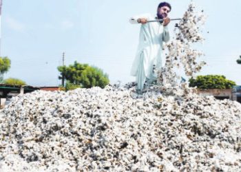 سندھ میں کپاس کی پیداوار میں نمایاں اضافہ