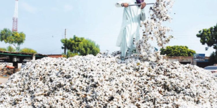 سندھ میں کپاس کی پیداوار میں نمایاں اضافہ